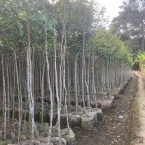 沉香1-12分，各种规格，大量低价出售