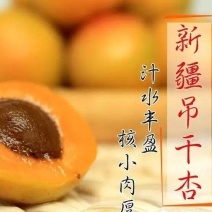 【新疆吊干杏】原产地供货全国接单承接电商社区团购
