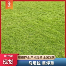 马尼拉台湾草，兰引三号，产地直发，质量优良，提供技术指导