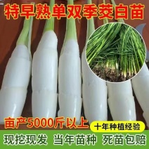 【茭白苗】浙茭8号美人茭北京茭基地直发！