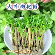 广东大叶枸杞苗，成活率高达98%，可提供种植技术