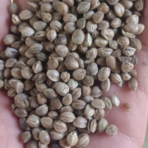 鸽粮，各种小型中型大型鸟粮，当年新粮，****
