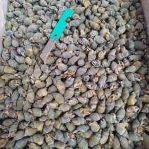 冷冻海清螺，一般规格270件，重19斤