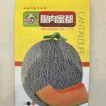 哈密瓜种冰糖蜜瓜种子橘红网纹哈蜜瓜籽基地种植甜度高肉厚
