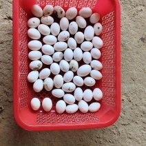 自家养殖的鸽子蛋便宜卖了，需要的老板请联系
