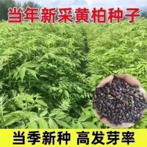 黄柏种子新采厚皮黄柏种子新种元柏黄菠萝剥皮种籽净子正品包