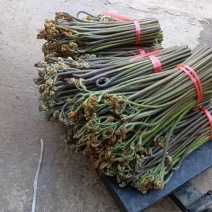 贵州高山蕨菜