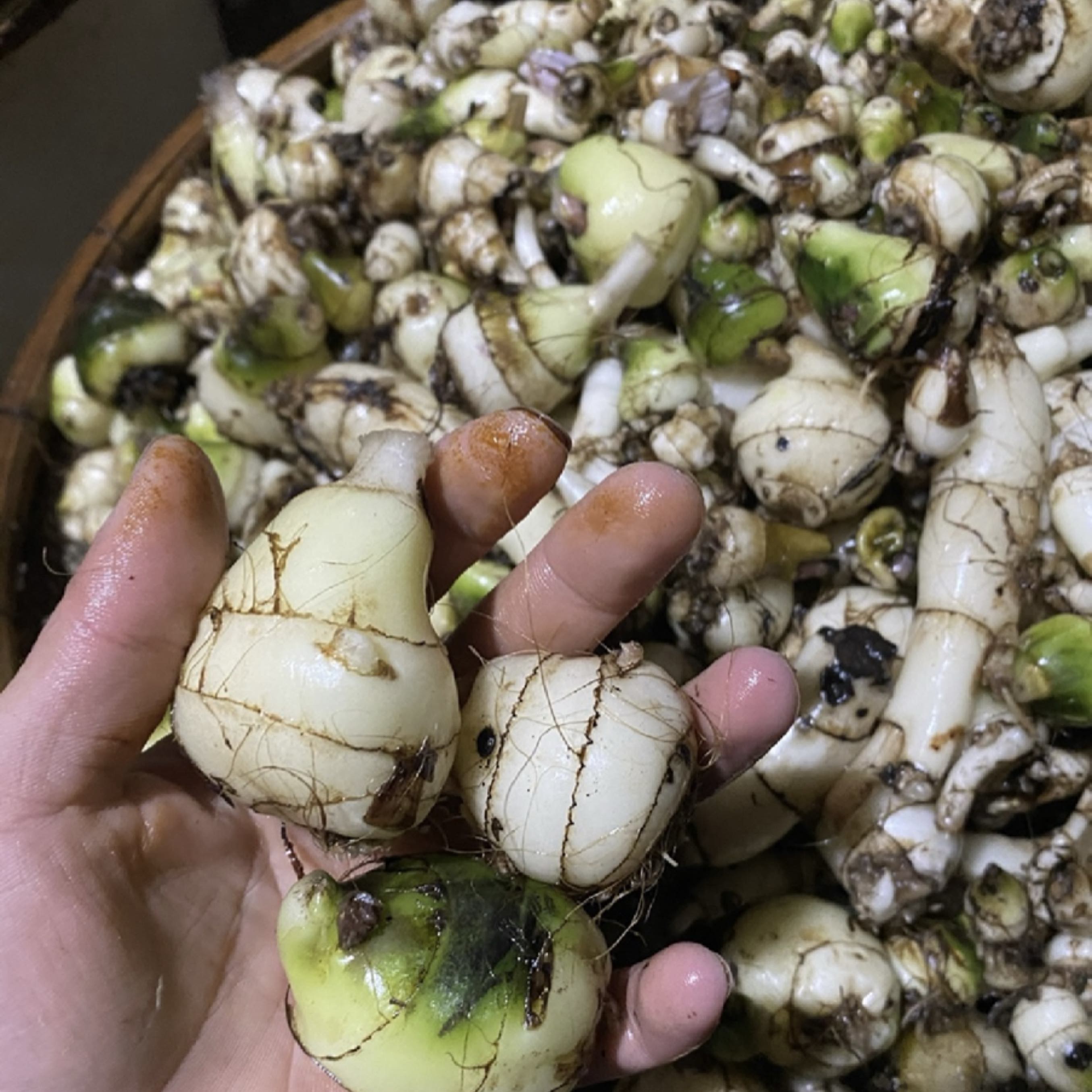 [毛慈菇批发]四川乐山峨边县毛慈菇 130.00元/斤毛慈菇净果 _ 一亩田