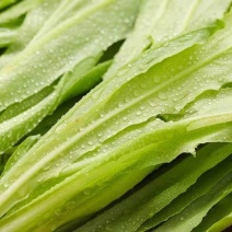 河北邯郸精品油麦菜，大量有货欢迎咨询，实地看货，洽谈合作