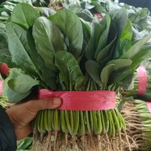 [牛]河北邯郸精品菠菜大量上市产地发货一手货源量大从优货源