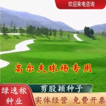 匍匐型剪股颖草籽低矮高尔夫球场别墅庭院绿化四季常青草坪