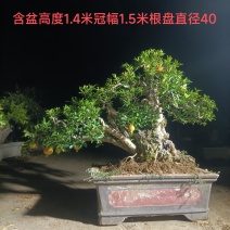 大红袍石榴盆景
