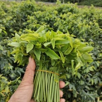 树仔菜，台湾山苏