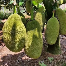 新品种印尼红肉菠萝蜜树苗超甜品种带土带叶发货