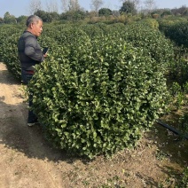 基地大量出售冠幅50-2米卫矛球