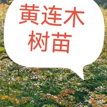 黄连木树苗黄连木小苗造林绿化树树苗苗木基地名贵药材树苗