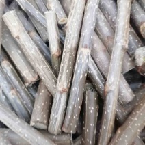 山东临清107速生杨仟插段