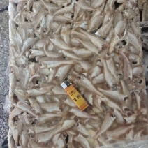山东威海石岛三去小白鱼罐头原料香酥鱼原料量大价低
