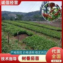 【精品老店】基地培育露天优质脱毒种苗，耐病高产量大从优