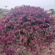 红花继木球基地直发根系发达成活率好