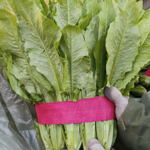 油麦菜河北邯郸油麦菜产地直发对接全国品质高价格低