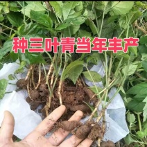 三叶青苗四川中药材种植基地一手货源现挖现发包技术