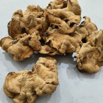 东北特产榆耳新货食用菌肉厚无根非野生包邮