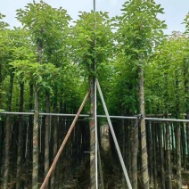 阴香3-15分，各种规格，大量低价出售