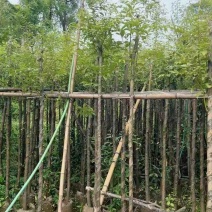 阴香3-25分，各种规格，大量低价出售