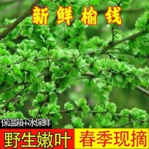 精选榆钱新鲜榆钱现摘现发春季独有舌尖上妈妈的味道欢迎联系