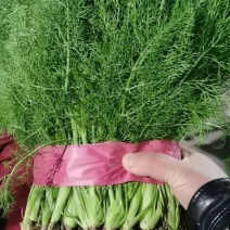 茴香