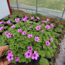 红花酢浆草