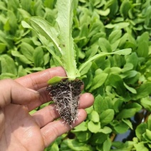 油麦菜苗需要的联系保证质量成活率高，现拔现发价格美丽