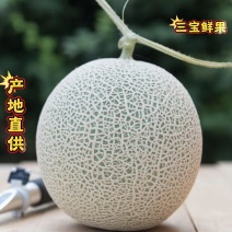 【推荐】莘县原产地精品网纹鲁厚甜诚信经营实力代办
