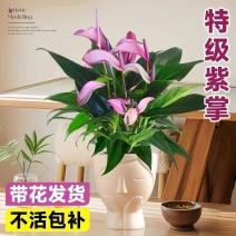 红掌室内绿植白掌盆栽一帆风顺鸿运当头易活花卉绿植特级红掌
