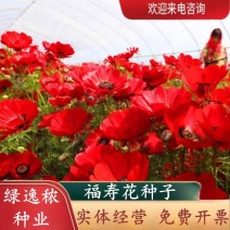 福寿花四季易种易活花种子室内春播种盆栽秋冬季花籽花卉花草
