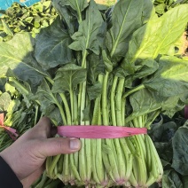 [牛]批发菠菜大叶菠菜大量上市全国发货价格可谈电话联系