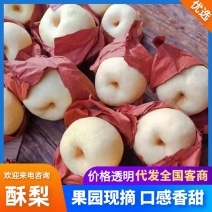 陕西蒲城酥梨高次二检摸袋子手抓袋质量保证价格便宜