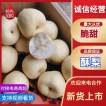 《实力》蒲城纸袋酥梨大量上市中，口感脆甜，皮薄汁多，细砂