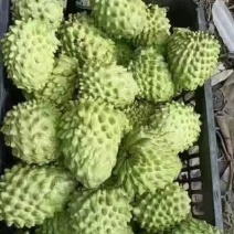 精品释迦