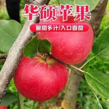 华硕苹果树苗，品种果实大、颜色鲜艳，高产,高效,抗虫,优