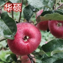 华硕苹果树苗，早熟品种，耐运输，果子大，口感甜
