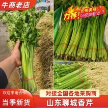 (精品)山东香芹，全国发货，各地畅销精品芹菜