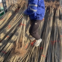 杨树苗107大量供应