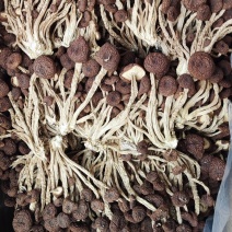 江西广昌县精品五号茶树菇不开伞嫩菇/欢迎咨询
