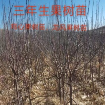 三年生鸡心果树苗