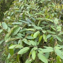 黑刺榴莲苗猫山王榴莲苗马来西亚母本海南现货