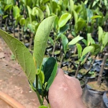 印尼红菠萝蜜苗