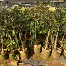 牛奶果嫁接苗小苗带花