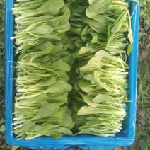 精品毛菜